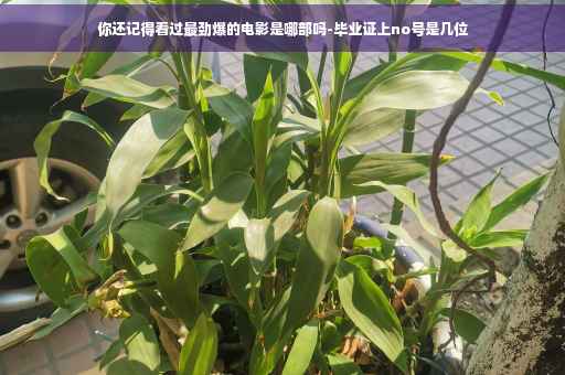 你还记得看过最劲爆的电影是哪部吗-毕业证上no号是几位