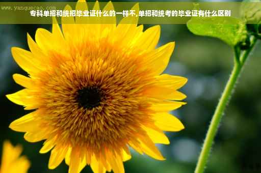 专科单招和统招毕业证什么的一样不,单招和统考的毕业证有什么区别