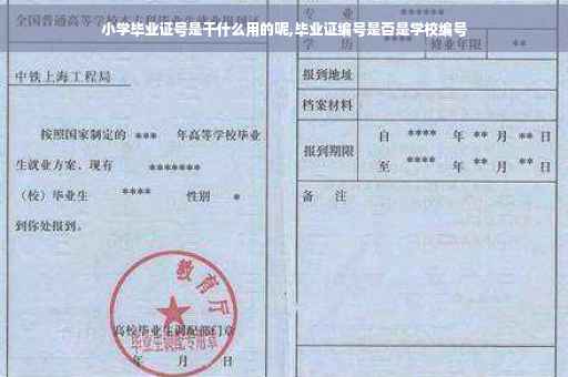 小学毕业证号是干什么用的呢,毕业证编号是否是学校编号
