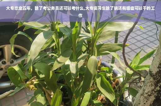 大专毕业五年，除了考公务员还可以考什么,大专实习生除了销还有哪些可以干的工作