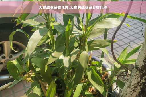 大专毕业证有几种,大专的毕业证分有几种