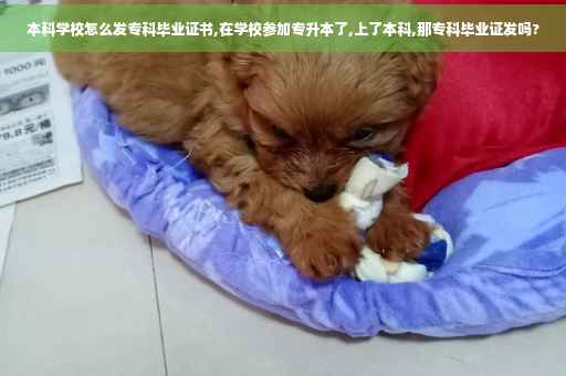 本科学校怎么发专科毕业证书,在学校参加专升本了,上了本科,那专科毕业证发吗?