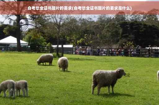 自考毕业证书图片的要求(自考毕业证书图片的要求是什么)