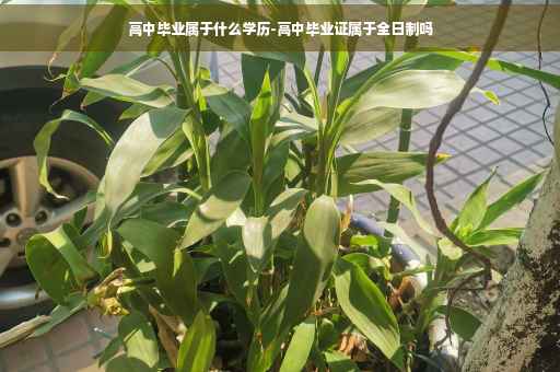 高中毕业属于什么学历-高中毕业证属于全日制吗