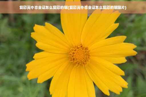 复印高中毕业证怎么复印的呢(复印高中毕业证怎么复印的呢图片)