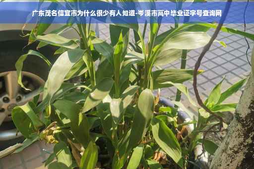 广东茂名信宜市为什么很少有人知道-岑溪市高中毕业证字号查询网