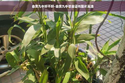 自贡九中好不好-自贡九中毕业证书图片高清