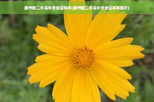 滕州新二中高中毕业证样本(滕州新二中高中毕业证样本图片)