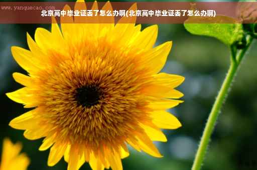 北京高中毕业证丢了怎么办啊(北京高中毕业证丢了怎么办啊)