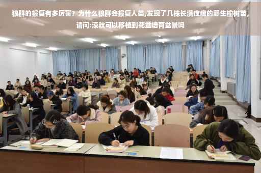 狼群的报复有多厉害？为什么狼群会报复人类,发现了几株长满疙瘩的野生榆树苗，请问:深秋可以移植到花盆培育盆景吗