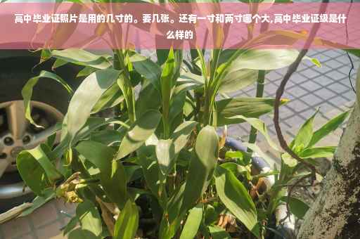 高中毕业证照片是用的几寸的。要几张。还有一寸和两寸哪个大,高中毕业证级是什么样的 高中毕业证照片是用的几寸的。要几张。还有一寸和两寸哪个大,高中毕业证级是什么样的