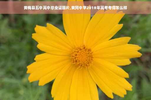 黄梅县五中高中毕业证图片,黄冈中学2018年高考考得怎么样