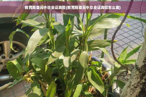 教育局查高中毕业证真假(教育局查高中毕业证真假怎么查)