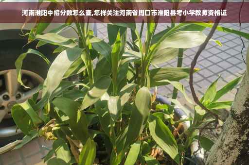 河南淮阳中招分数怎么查,怎样关注河南省周口市淮阳县考小学教师资格证