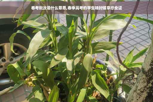 春考批次是什么意思,春季高考的学生啥时候拿毕业证