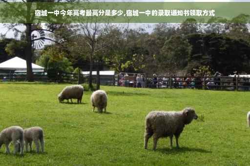 宿城一中今年高考最高分是多少,宿城一中的录取通知书领取方式