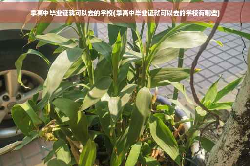 拿高中毕业证就可以去的学校(拿高中毕业证就可以去的学校有哪些)