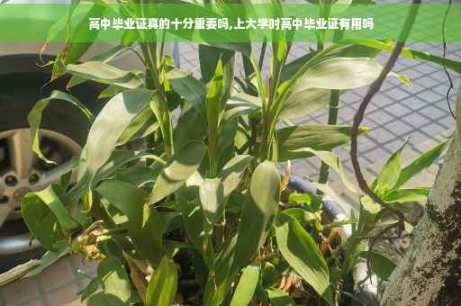 高中毕业证真的十分重要吗,上大学时高中毕业证有用吗