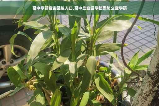 高中学籍查询系统入口,高中毕业证学信网怎么查学籍