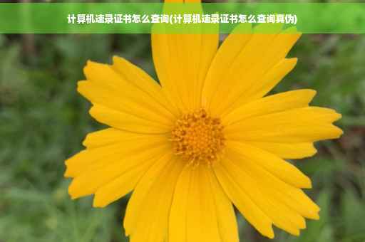 计算机速录证书怎么查询(计算机速录证书怎么查询真伪)