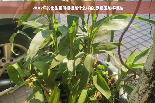 2002年的出生证明模板是什么样的,赤峰玉龙杯标准