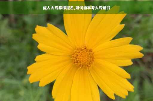 成人大专怎样报名,如何自学考大专证书