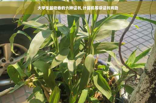 大学生最吃香的六种证书,计算机等级证书鸡肋