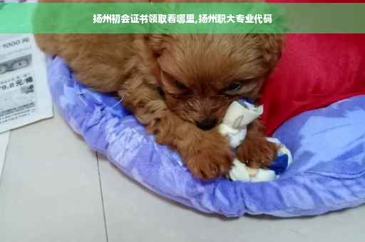 扬州初会证书领取看哪里,扬州职大专业代码