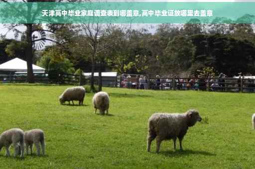 天津高中毕业家庭调查表到哪盖章,高中毕业证放哪里去盖章