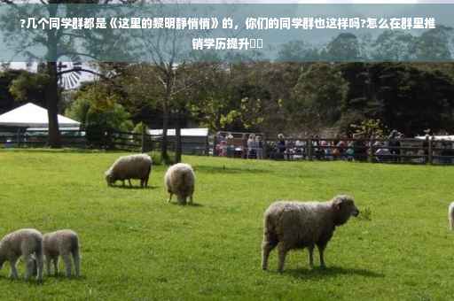 ?几个同学群都是《这里的黎明静悄悄》的，你们的同学群也这样吗?怎么在群里推销学历提升⚡️