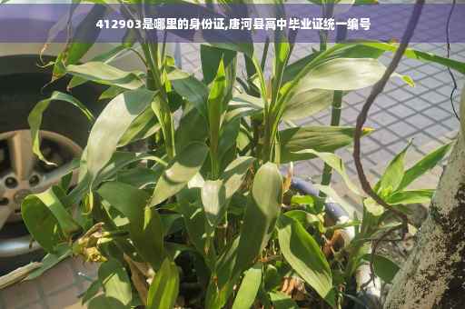 412903是哪里的身份证,唐河县高中毕业证统一编号