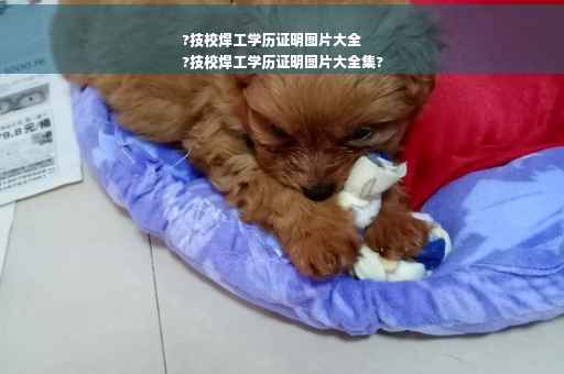 ?技校焊工学历证明图片大全
?技校焊工学历证明图片大全集?