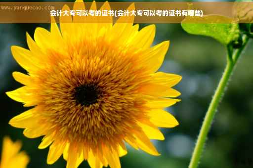 会计大专可以考的证书(会计大专可以考的证书有哪些)