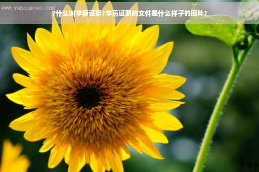 ?什么叫学籍证明?学历证明的文件是什么样子的图片?