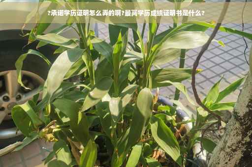 ?承诺学历证明怎么弄的啊?最高学历成绩证明书是什么?