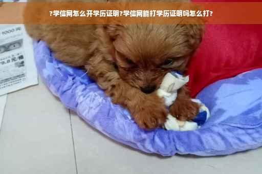 ?学信网怎么开学历证明?学信网能打学历证明吗怎么打?