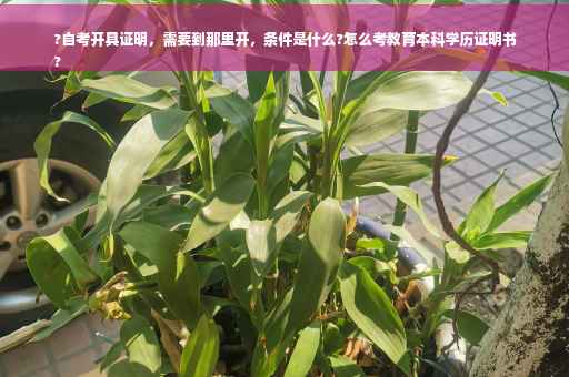 ?自考开具证明，需要到那里开，条件是什么?怎么考教育本科学历证明书
?