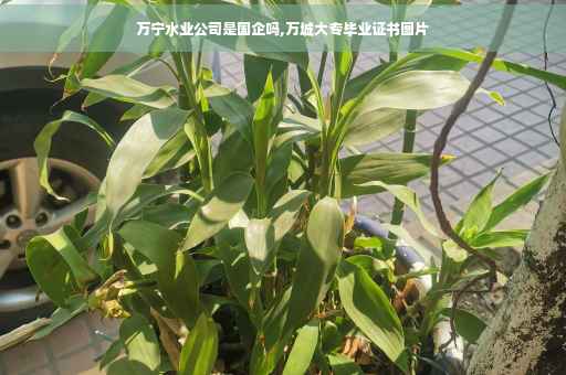 万宁水业公司是国企吗,万城大专毕业证书图片