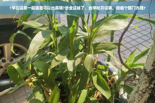 ?学历证明一般哪里可以出具呢?毕业证掉了，去学校开证明，找哪个部门办理?