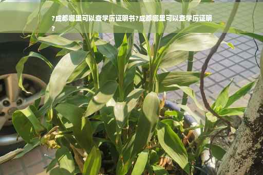 ?成都哪里可以查学历证明书?成都哪里可以查学历证明
?