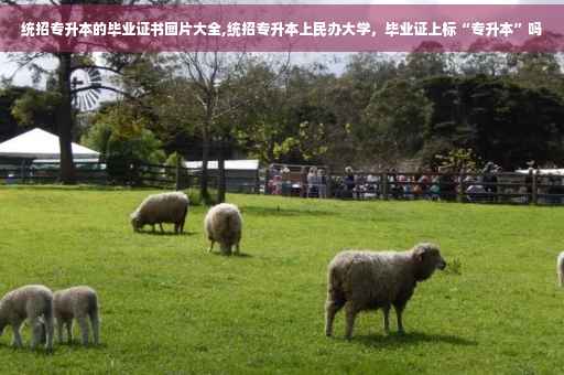统招专升本的毕业证书图片大全,统招专升本上民办大学，毕业证上标“专升本”吗