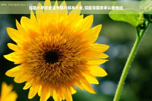 信德小学毕业证书图片样本大全,信德是国家承认物业吗