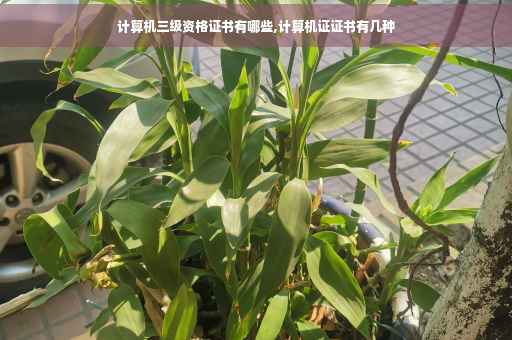 计算机三级资格证书有哪些,计算机证证书有几种
