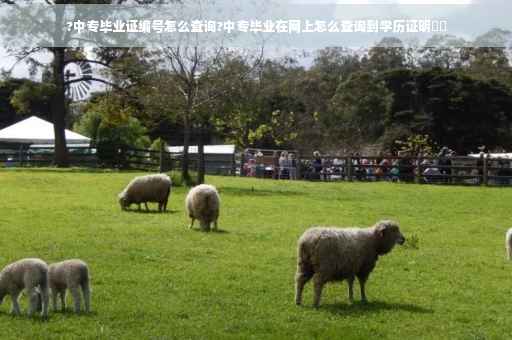 ?中专毕业证编号怎么查询?中专毕业在网上怎么查询到学历证明⚡️