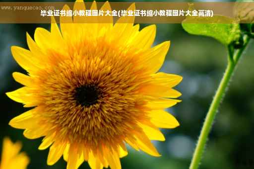 毕业证书缩小教程图片大全(毕业证书缩小教程图片大全高清)