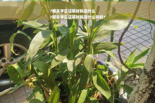 ?相关学历证明材料是什么
?相关学历证明材料是什么样的?