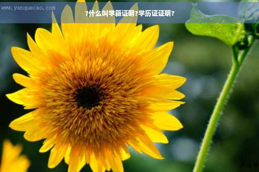 ?什么叫学籍证明?学历证证明?