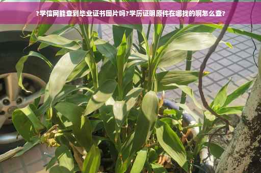 ?学信网能查到毕业证书图片吗?学历证明原件在哪找的啊怎么查?