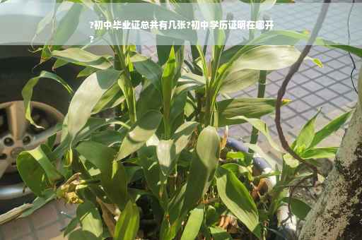 ?初中毕业证总共有几张?初中学历证明在哪开
?