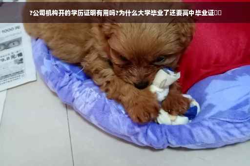 ?公司机构开的学历证明有用吗?为什么大学毕业了还要高中毕业证⚡️